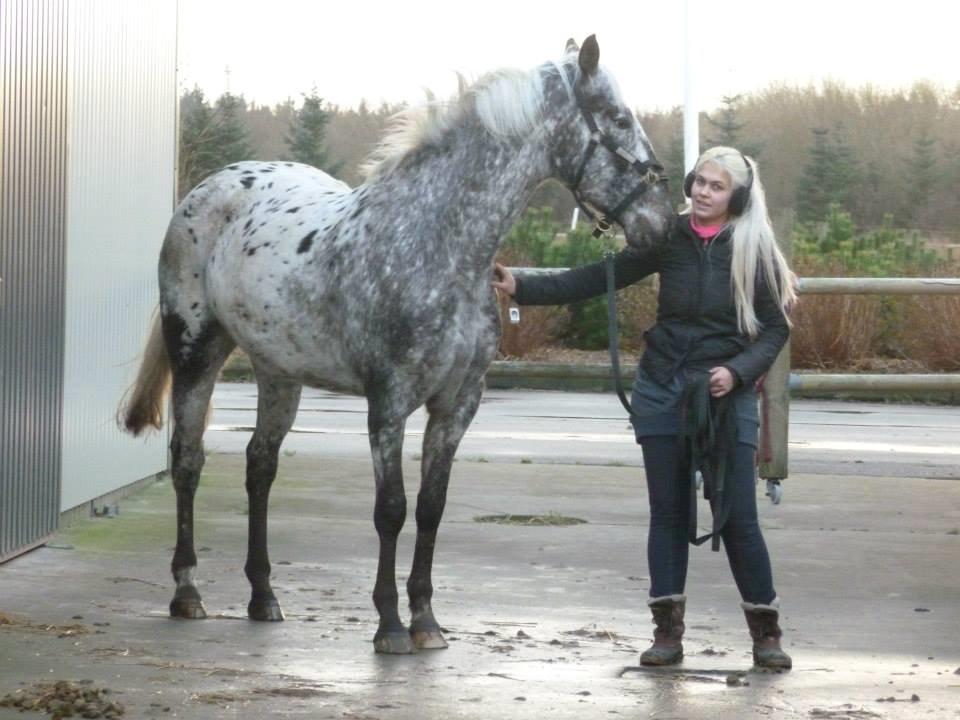 Knabstrupper Friis' Safia billede 23