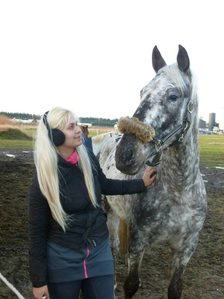 Knabstrupper Friis' Safia billede 25