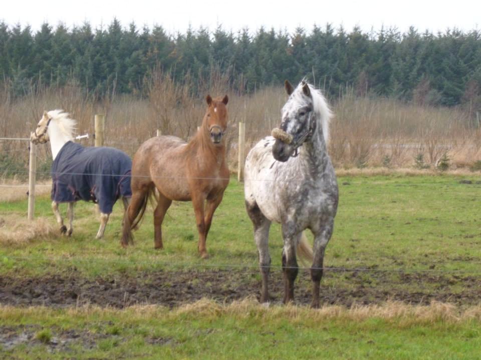 Knabstrupper Friis' Safia billede 26