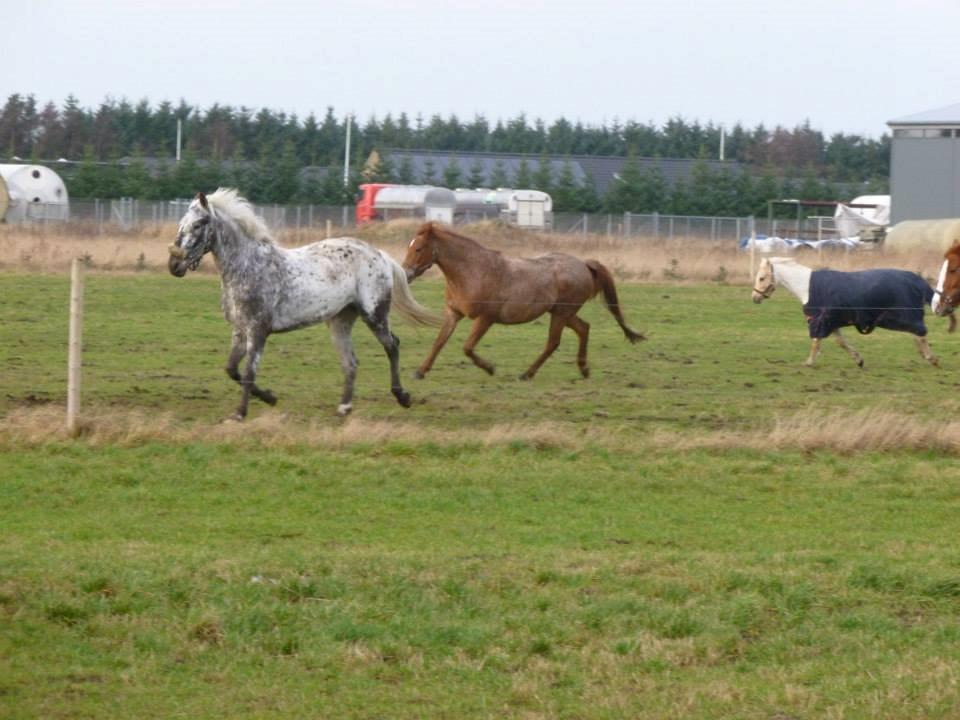 Knabstrupper Friis' Safia billede 27