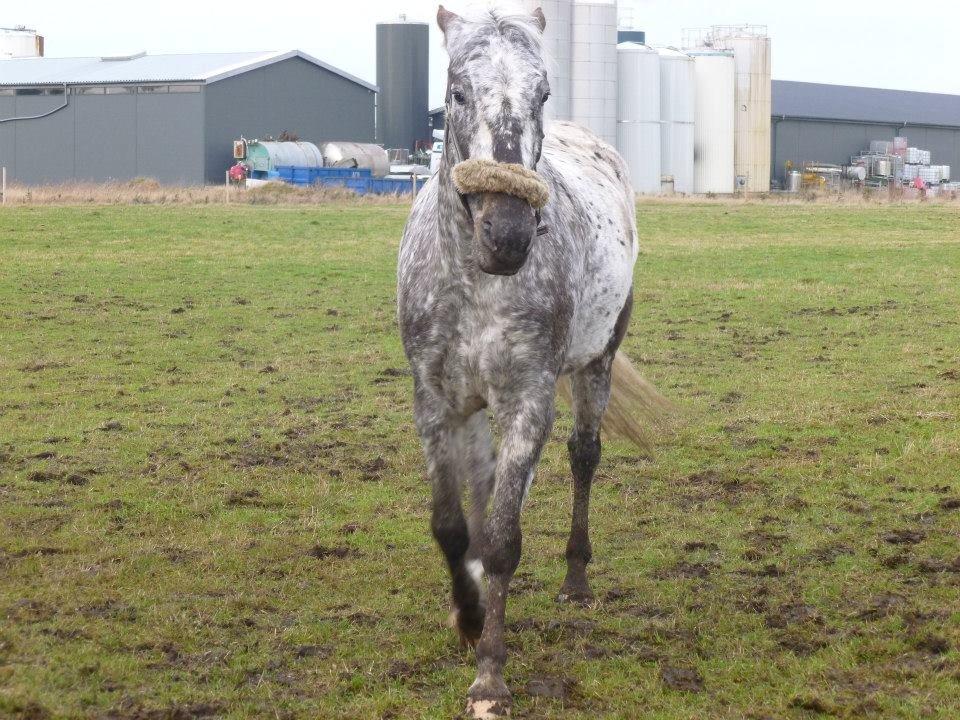 Knabstrupper Friis' Safia billede 28