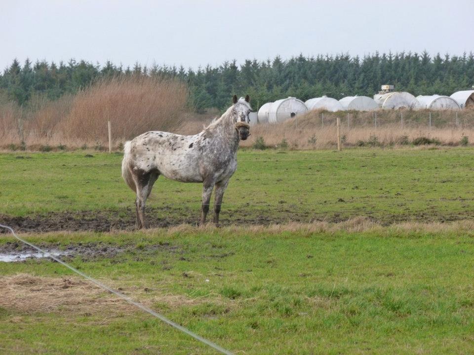 Knabstrupper Friis' Safia billede 30