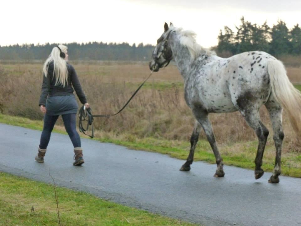 Knabstrupper Friis' Safia billede 31