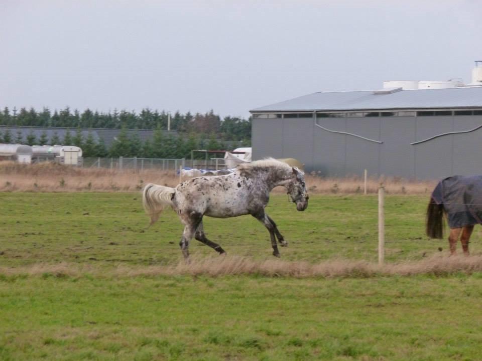 Knabstrupper Friis' Safia billede 2