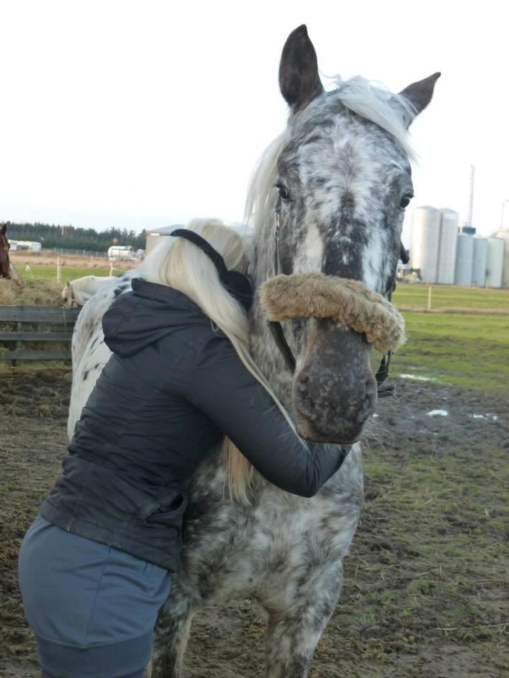 Knabstrupper Friis' Safia billede 32