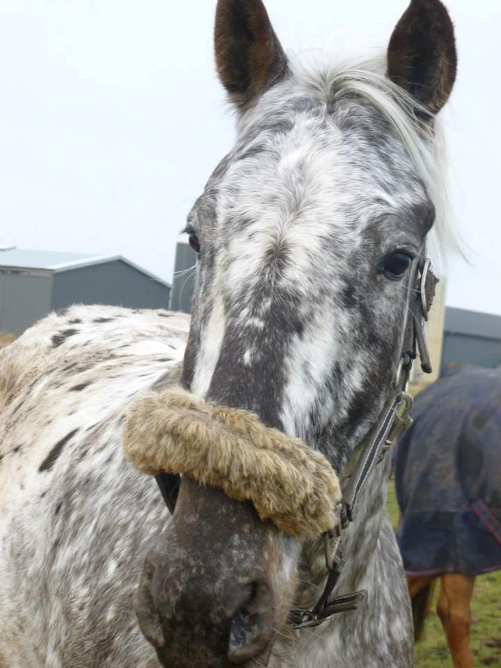 Knabstrupper Friis' Safia billede 33