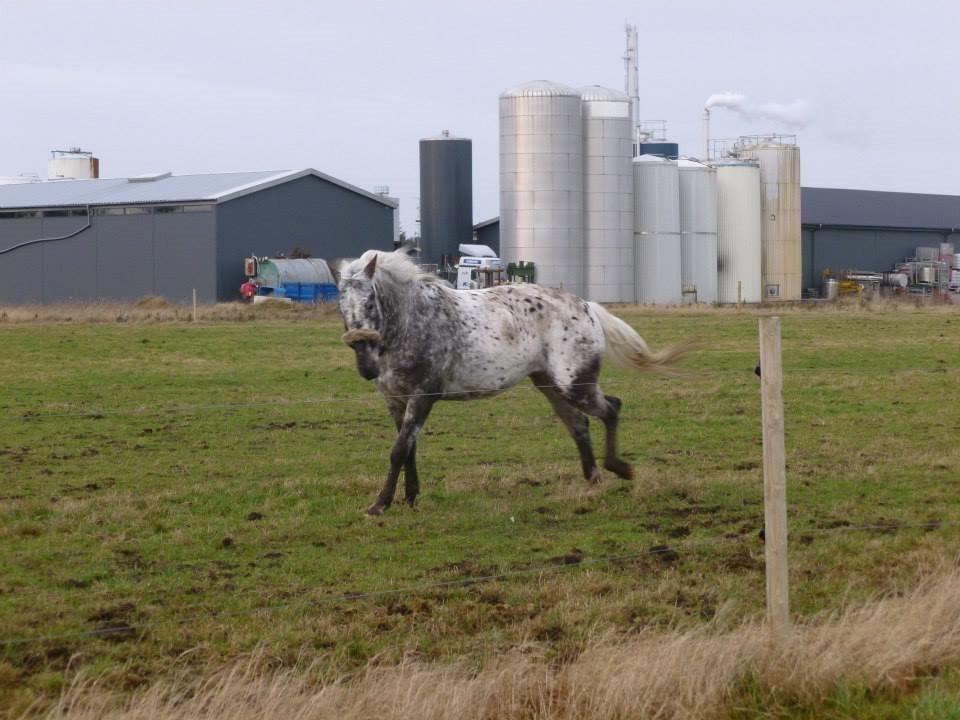 Knabstrupper Friis' Safia billede 34