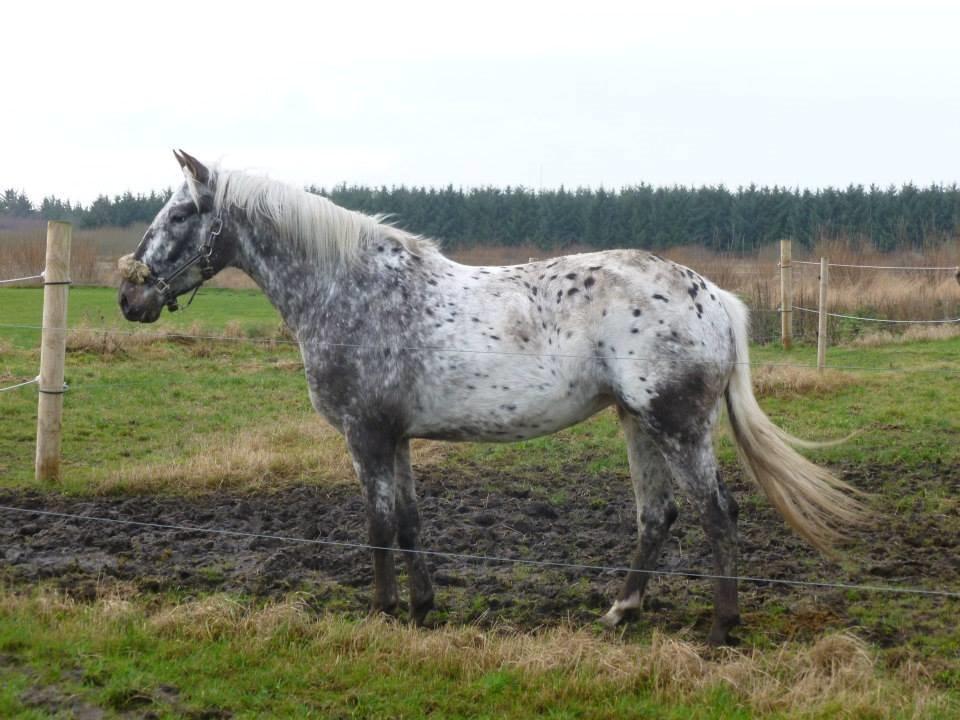 Knabstrupper Friis' Safia - Dec. 2013 billede 1