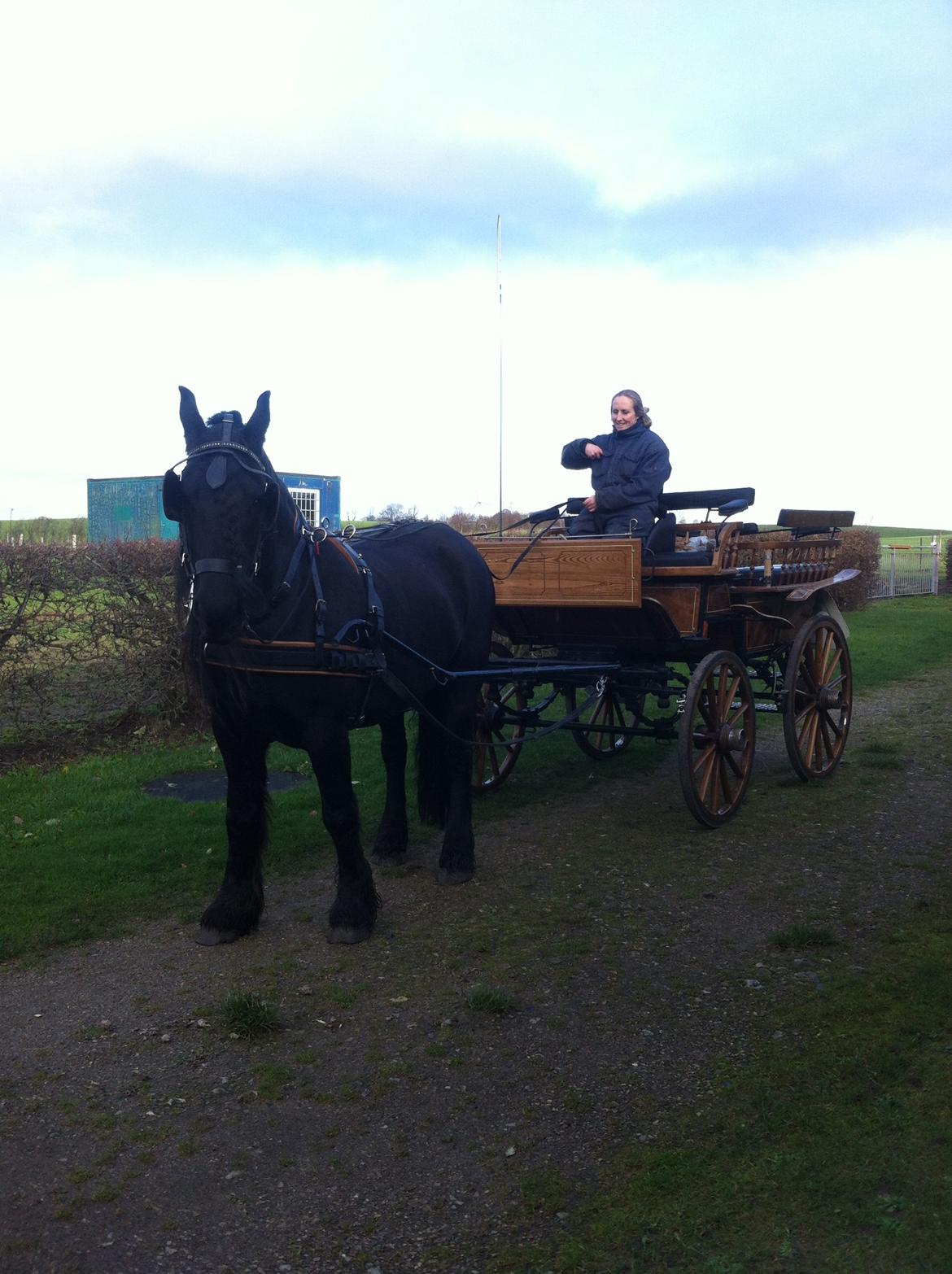 Frieser Otmar ( sorte) billede 1