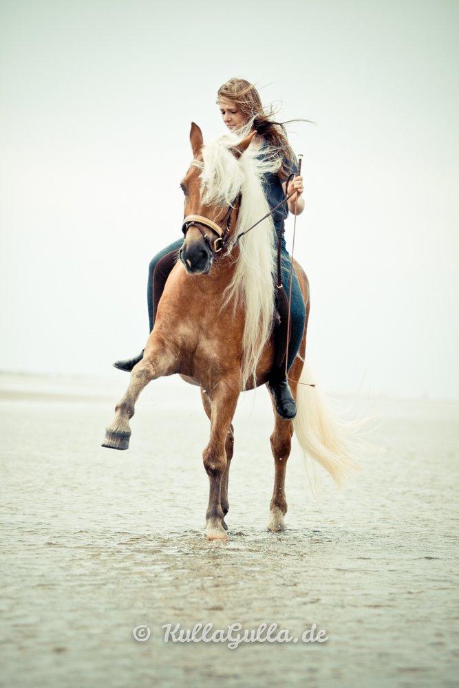 Haflinger WELTENSTOLZ - Billedet er taget af vor-die-linse og flere billeder kan ses på kullagulla.de billede 10