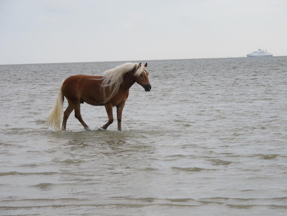 Haflinger WELTENSTOLZ billede 11