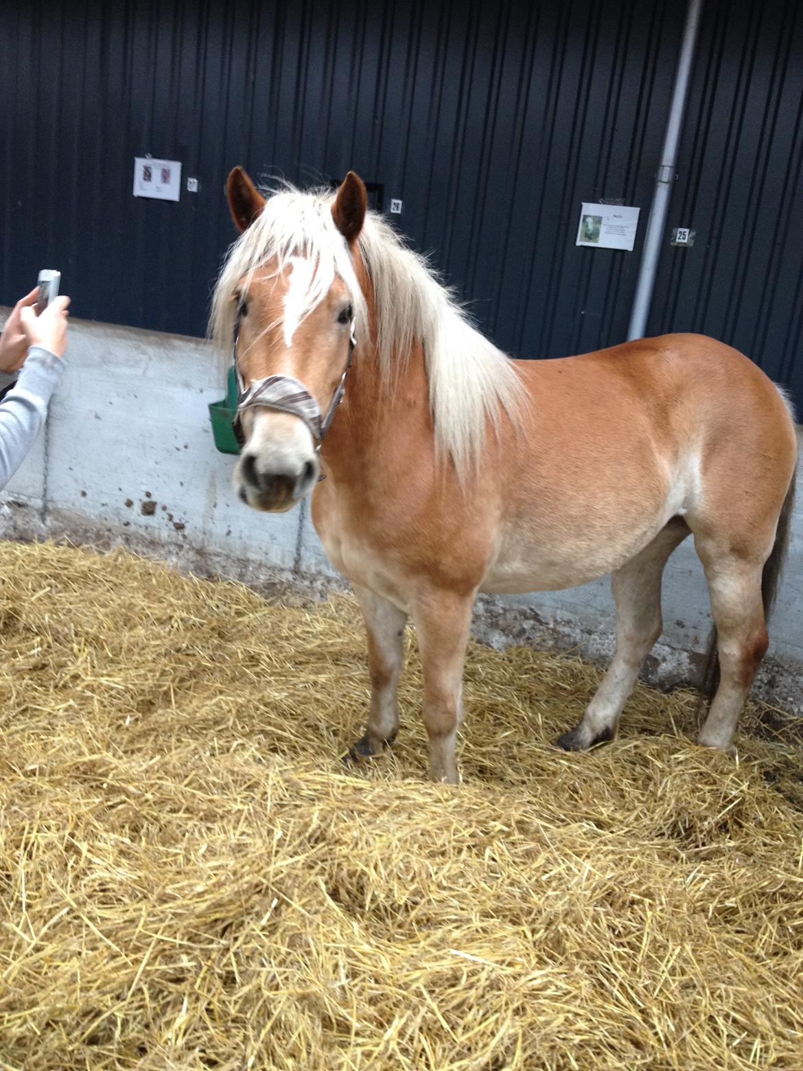 Haflinger Victoria billede 9
