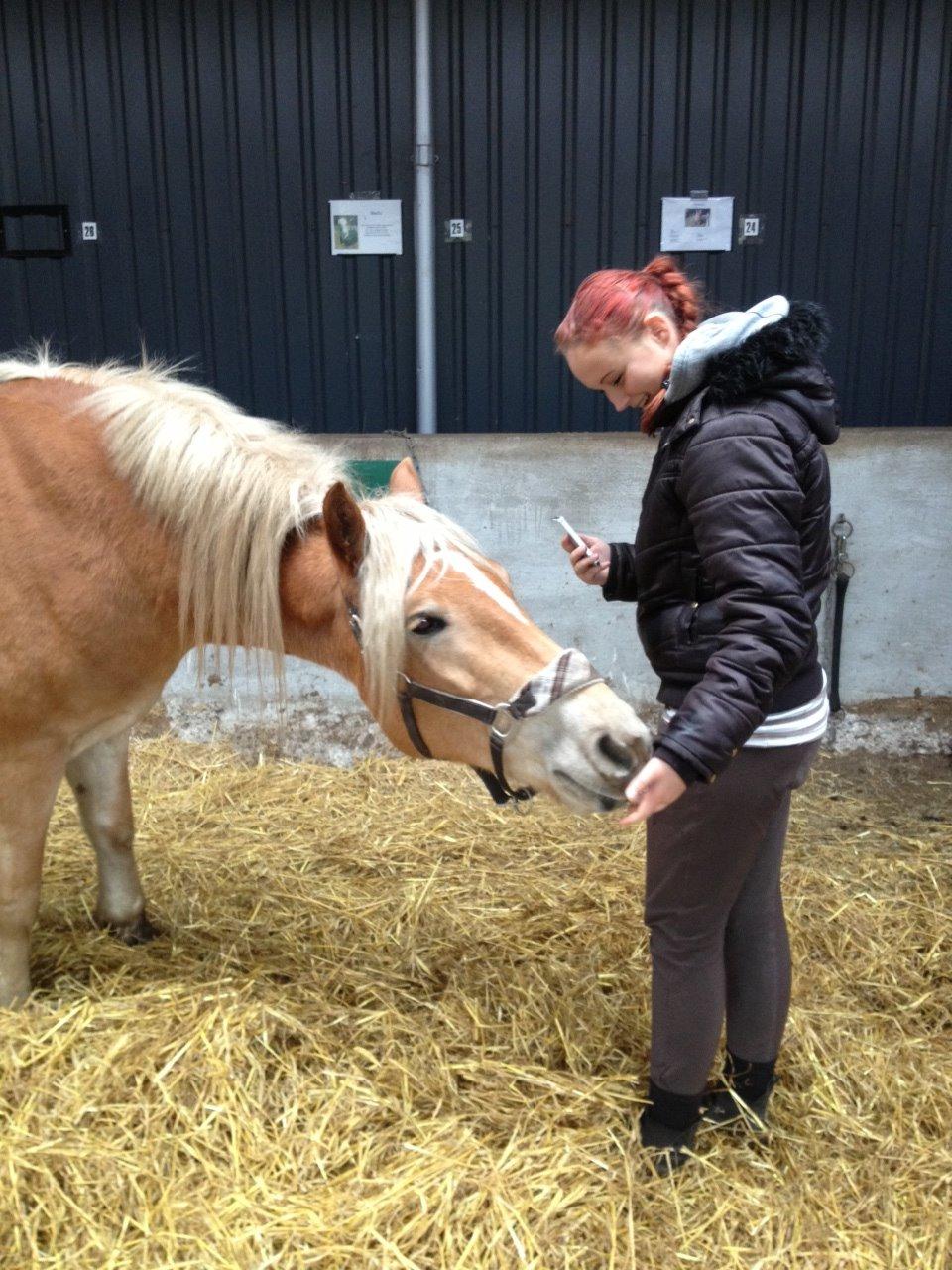 Haflinger Victoria billede 10