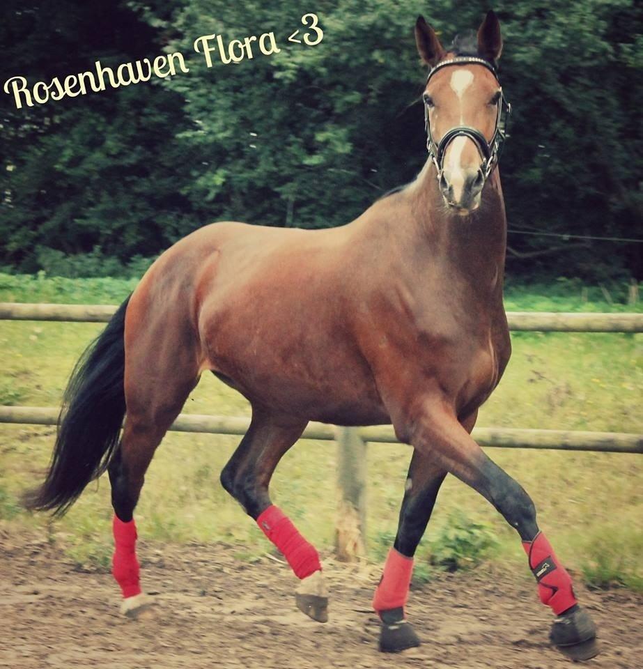 Oldenborg Rosenhavens Flora - 2013 ;) Da jeg lige var statet med hende ( 4års) billede 4