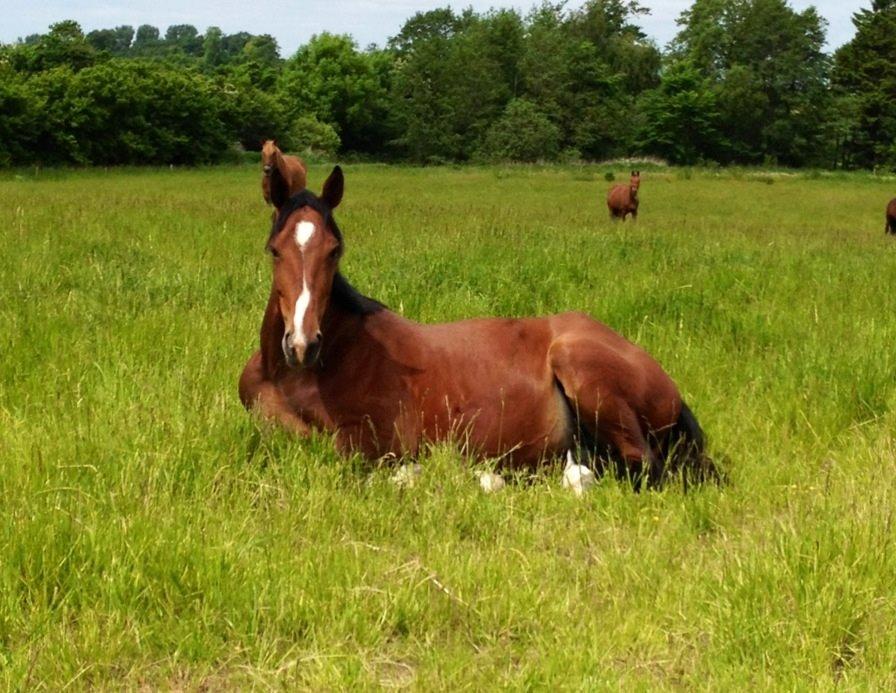 Oldenborg Rosenhavens Flora billede 5