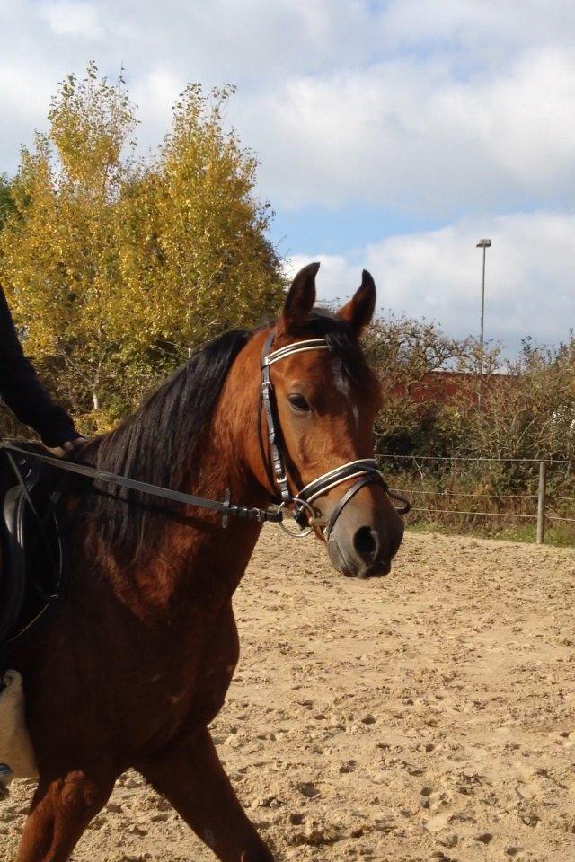 Arabisk fuldblod (OX) Sugar Ray billede 1