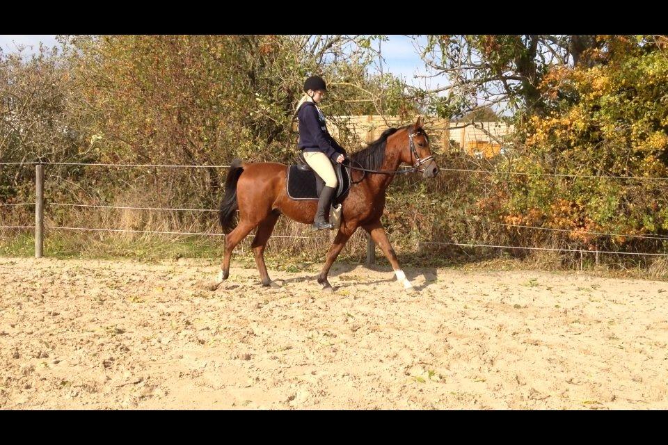 Arabisk fuldblod (OX) Sugar Ray billede 2