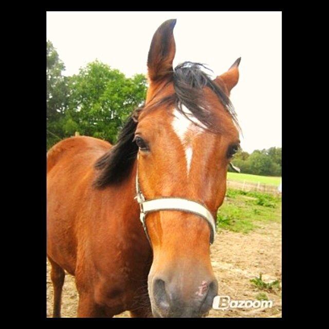 Arabisk fuldblod (OX) Sugar Ray billede 3