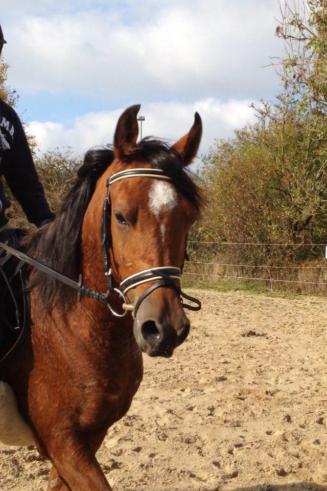 Arabisk fuldblod (OX) Sugar Ray billede 4