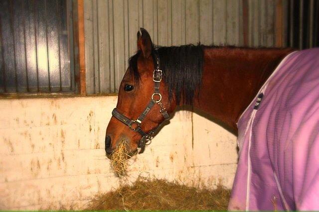 Arabisk fuldblod (OX) Sugar Ray billede 6