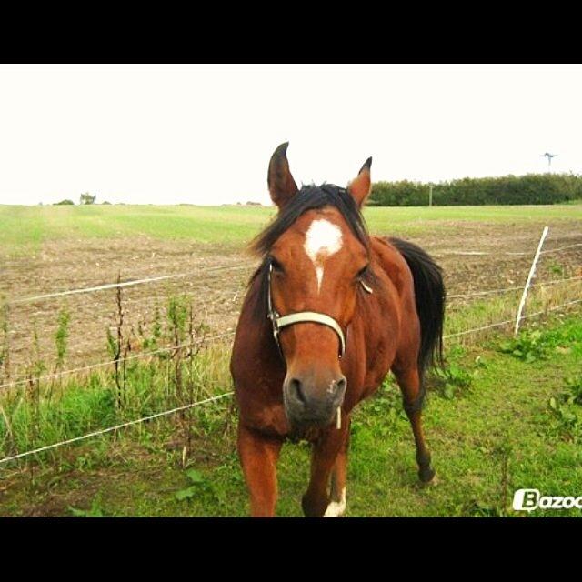 Arabisk fuldblod (OX) Sugar Ray billede 7