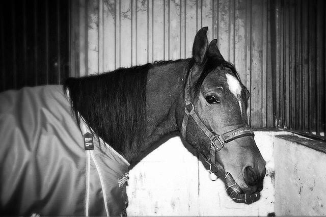 Arabisk fuldblod (OX) Sugar Ray billede 8