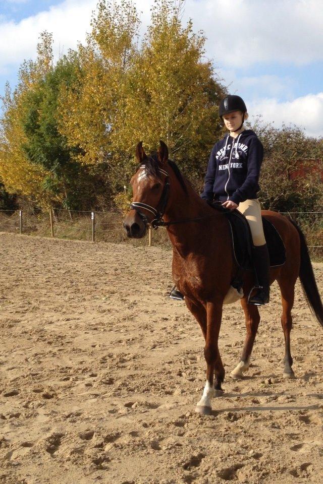 Arabisk fuldblod (OX) Sugar Ray billede 10