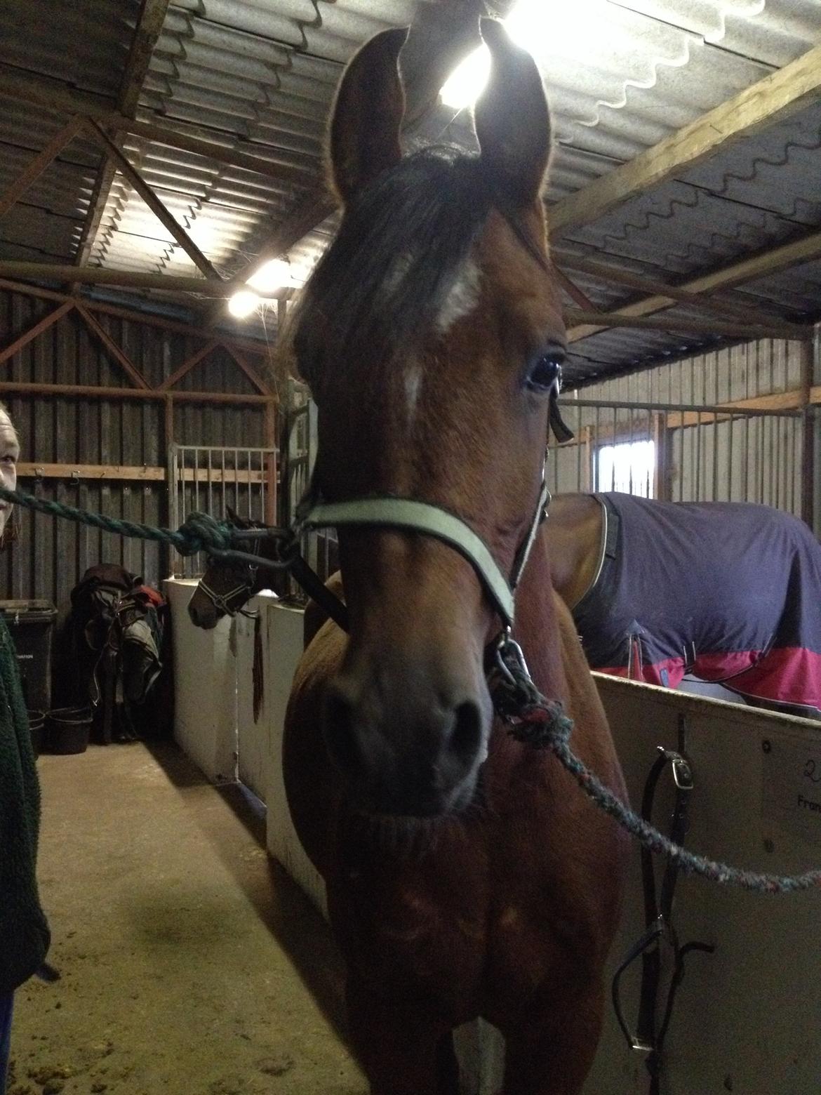 Arabisk fuldblod (OX) Sugar Ray billede 12