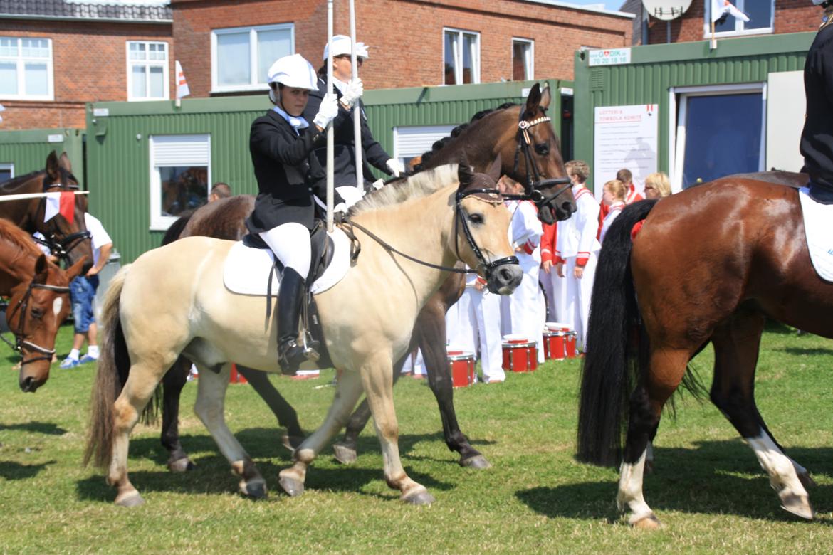 Fjordhest Caramel vårby - Sønderborg rideridning  billede 1