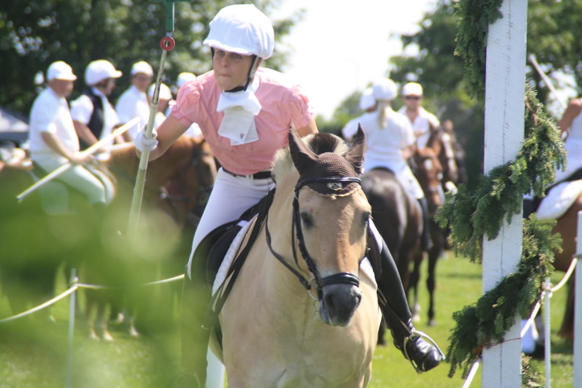 Fjordhest Caramel vårby - Sønderborg rideridning  billede 2