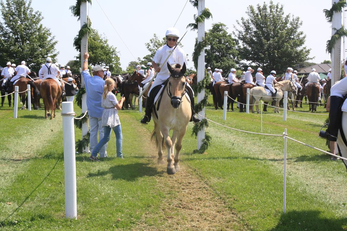 Fjordhest Caramel vårby - Sønderborg rideridning  billede 3
