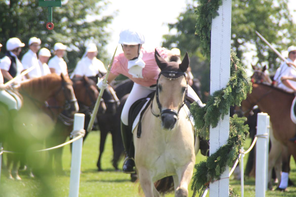 Fjordhest Caramel vårby - Sønderborg rideridning  billede 4