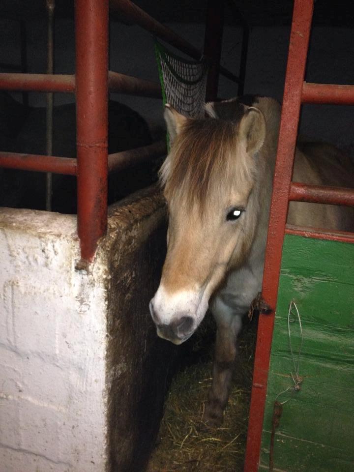 Fjordhest Caramel vårby - hjem i stalden billede 5