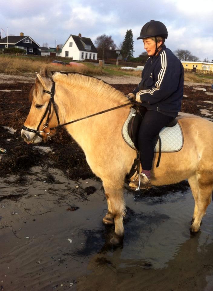 Fjordhest Caramel vårby - ved vandet  billede 6