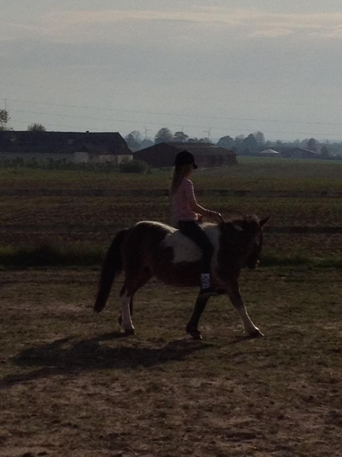 Pinto klaus billede 7