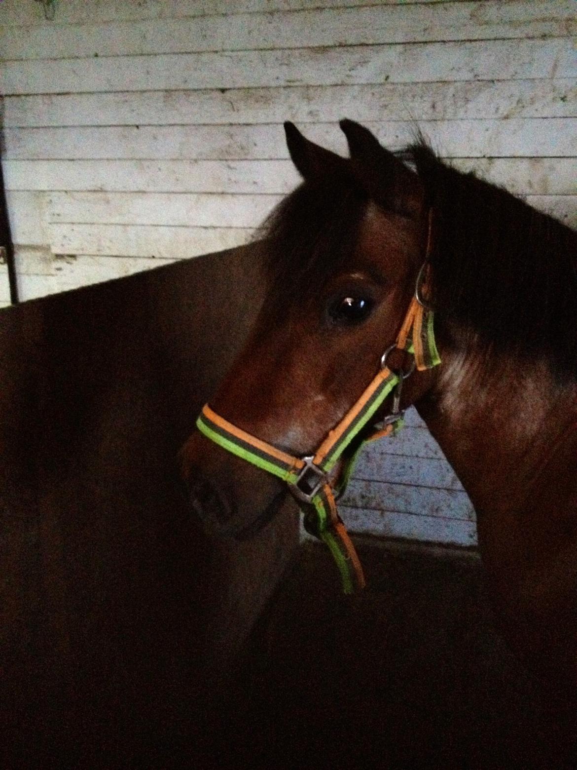 Pinto klaus billede 8