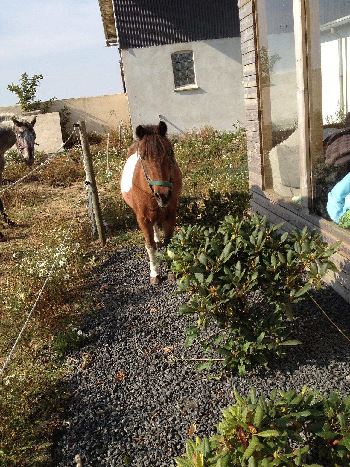 Pinto klaus billede 9