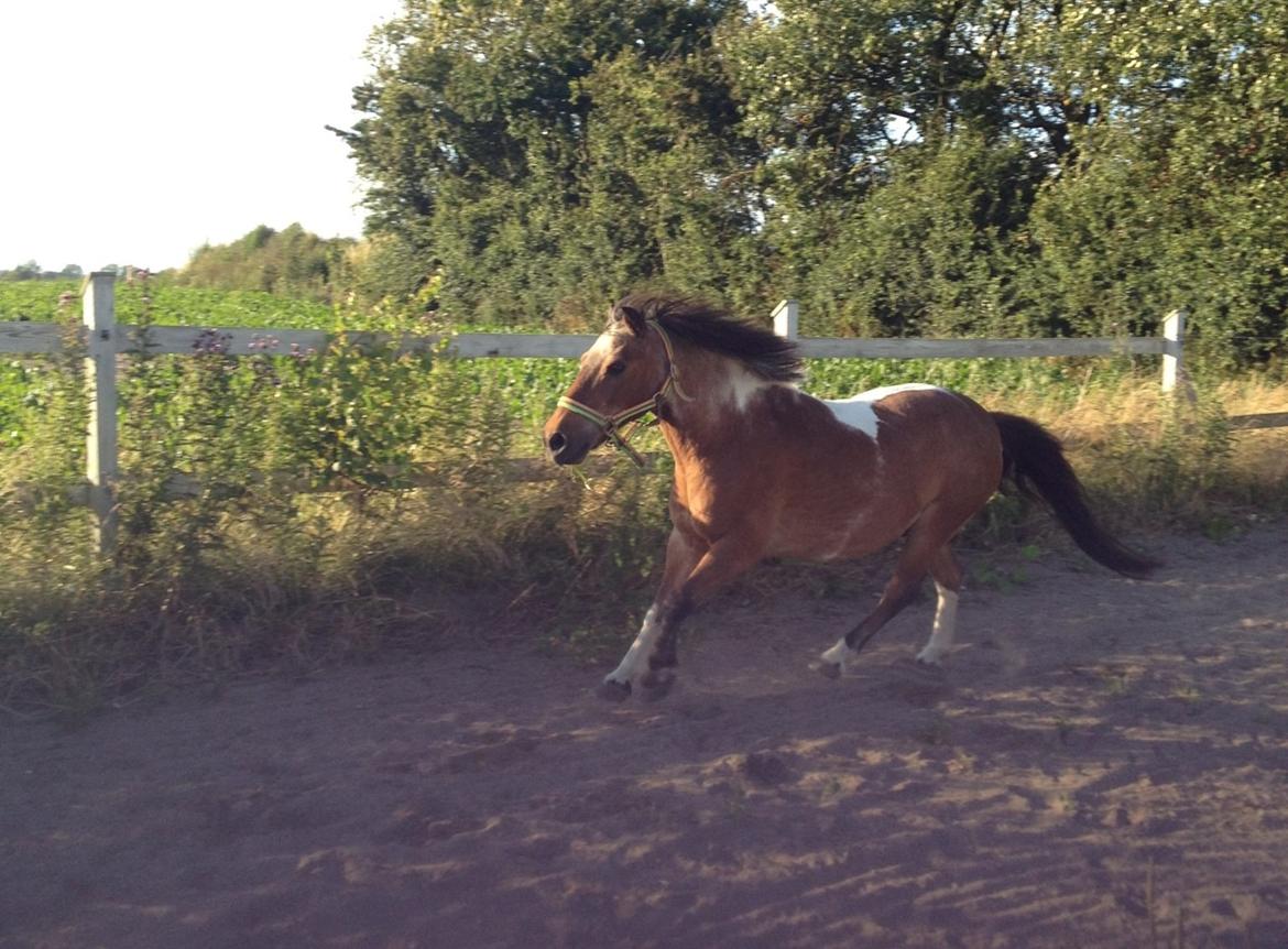 Pinto klaus billede 10