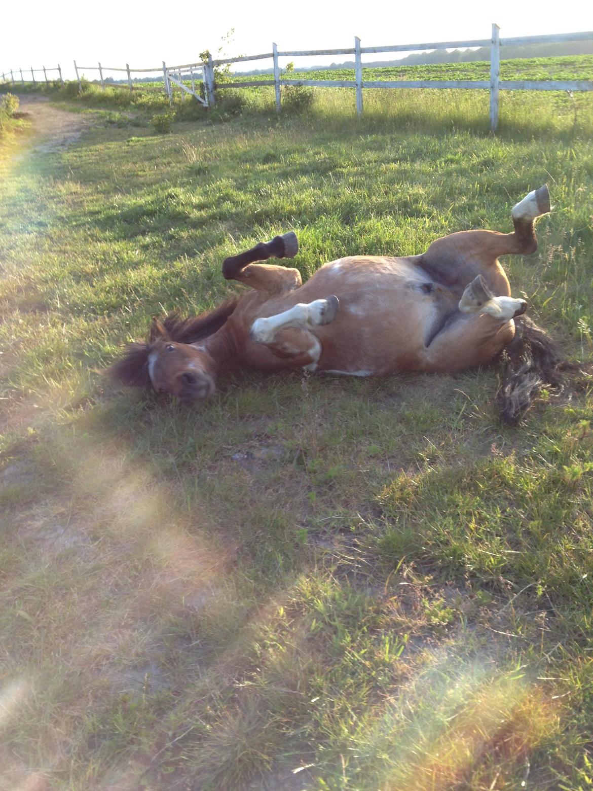 Pinto klaus billede 11