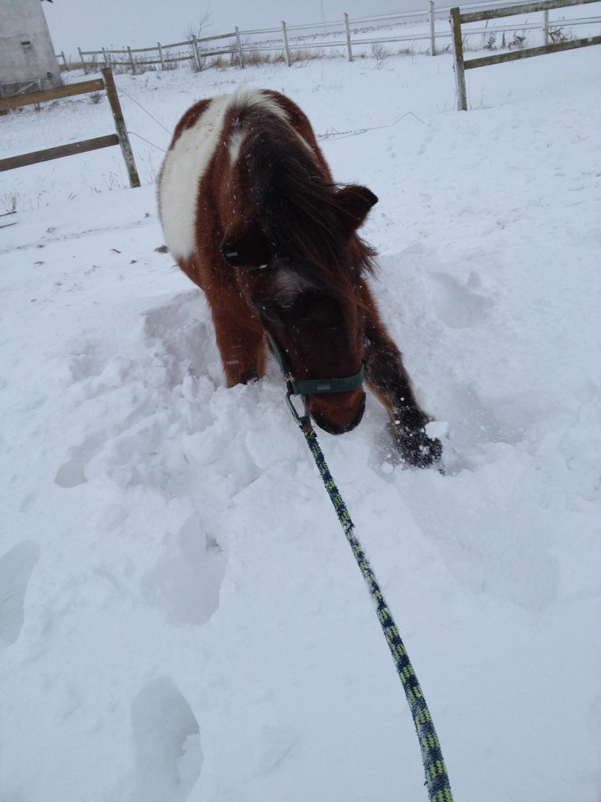 Pinto klaus billede 12