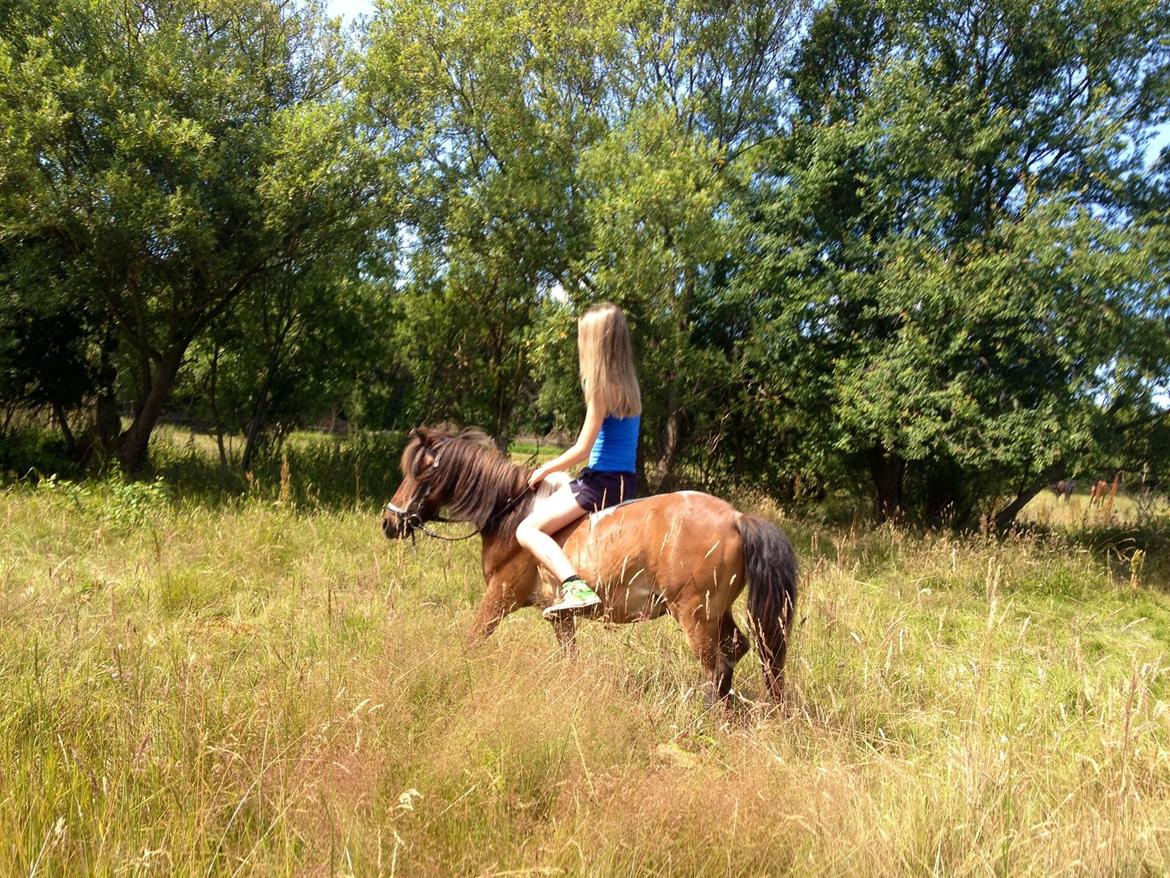 Pinto klaus billede 14