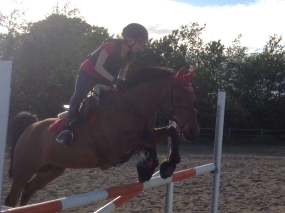 Anden særlig race Speedy The Speedfighter - springtræning på Kværnbækgaard.  billede 3