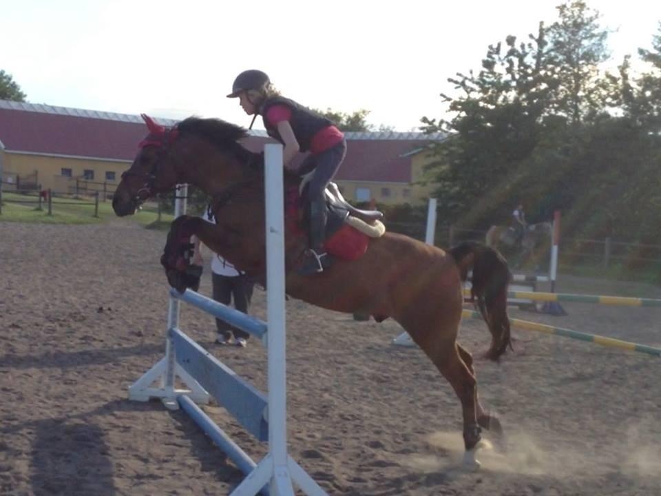 Anden særlig race Speedy The Speedfighter - springtræning på Kværnbækgaard. billede 4
