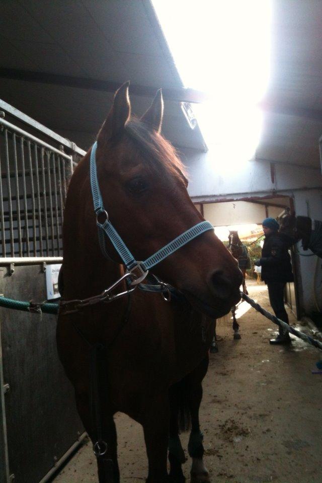 Anden særlig race Speedy The Speedfighter - smukke Speedy billede 6