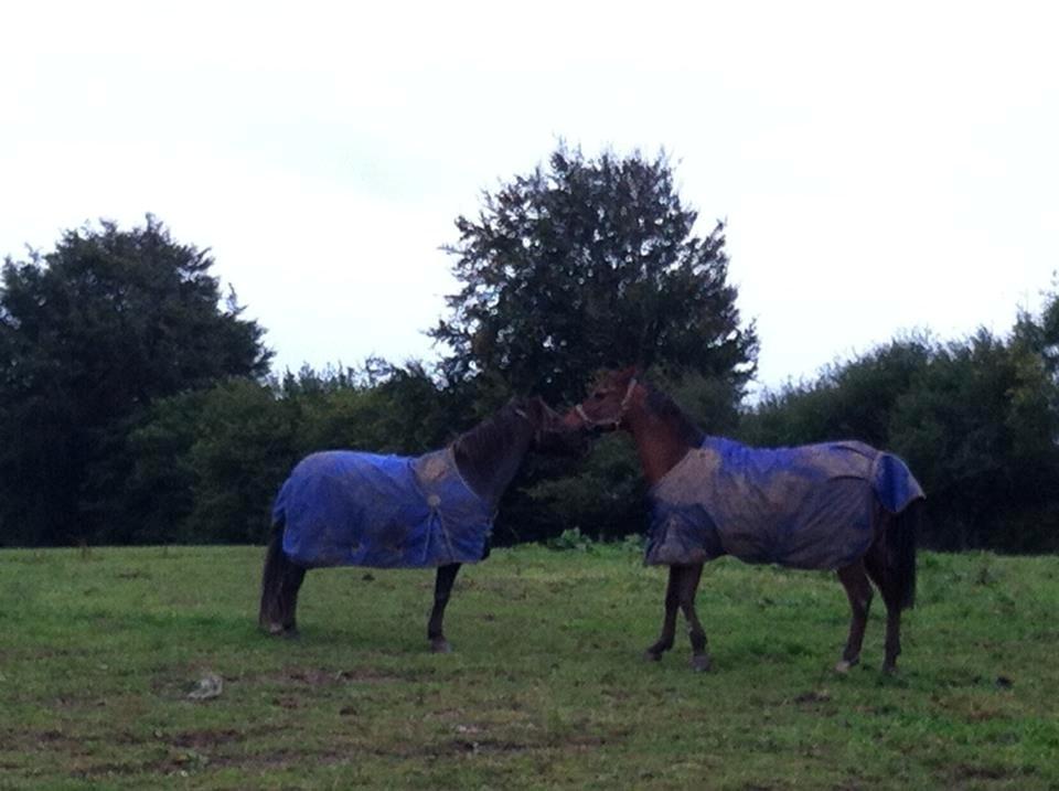 Anden særlig race Speedy The Speedfighter - Speedy og Felix leger  billede 11