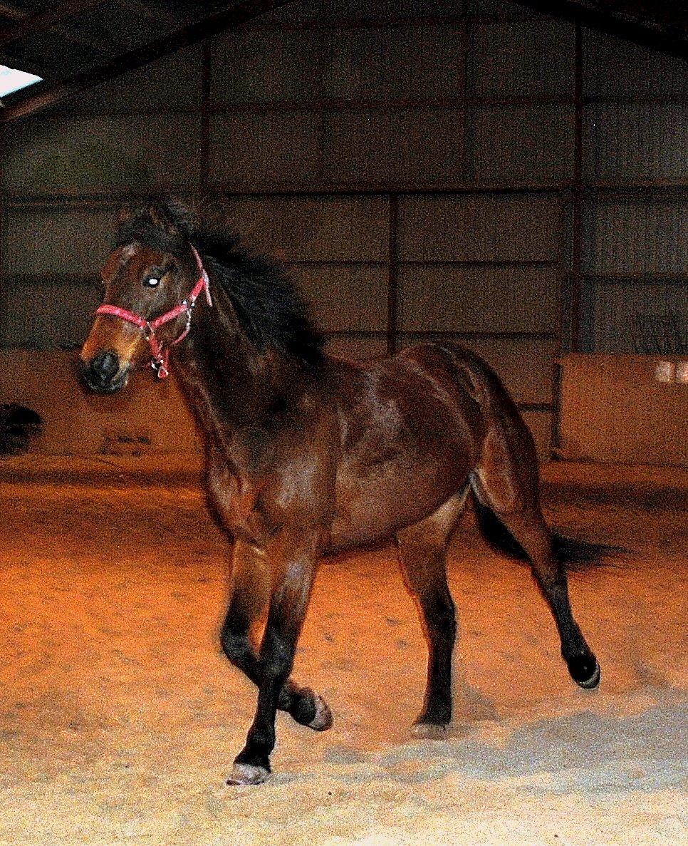 Traver Kandis V P (Candy) - Traver i hallen (2014) billede 1