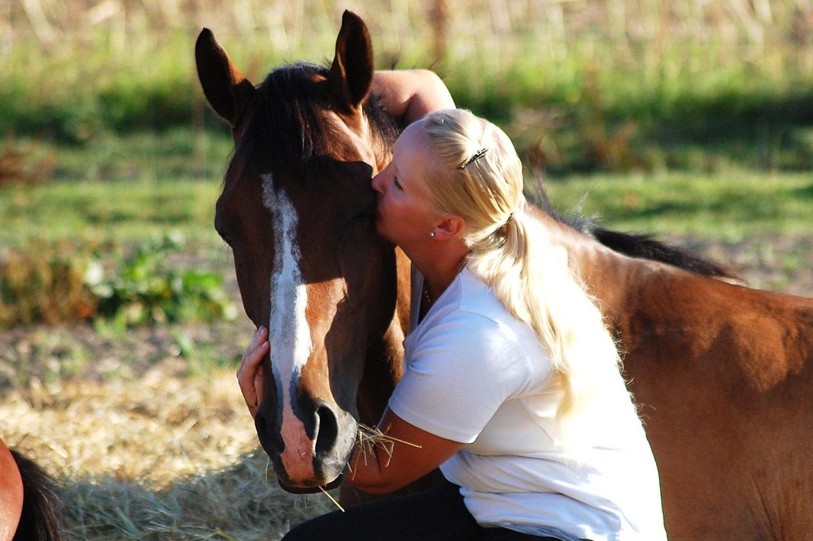 Dansk Varmblod Amour´s Don Cacier billede 8