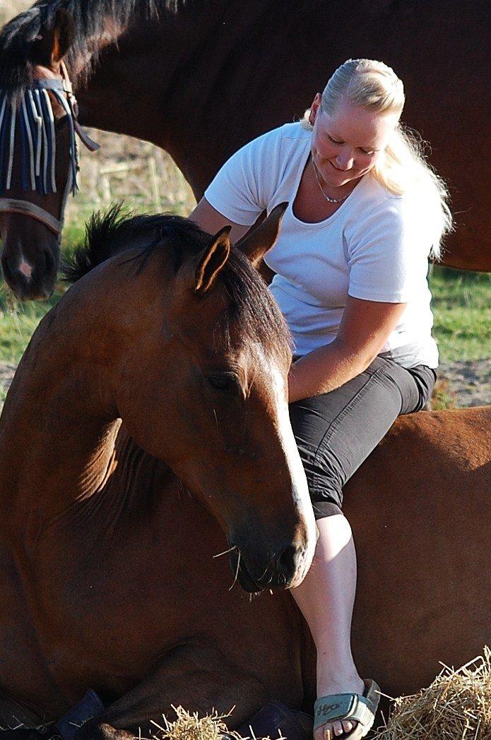 Dansk Varmblod Amour´s Don Cacier billede 48