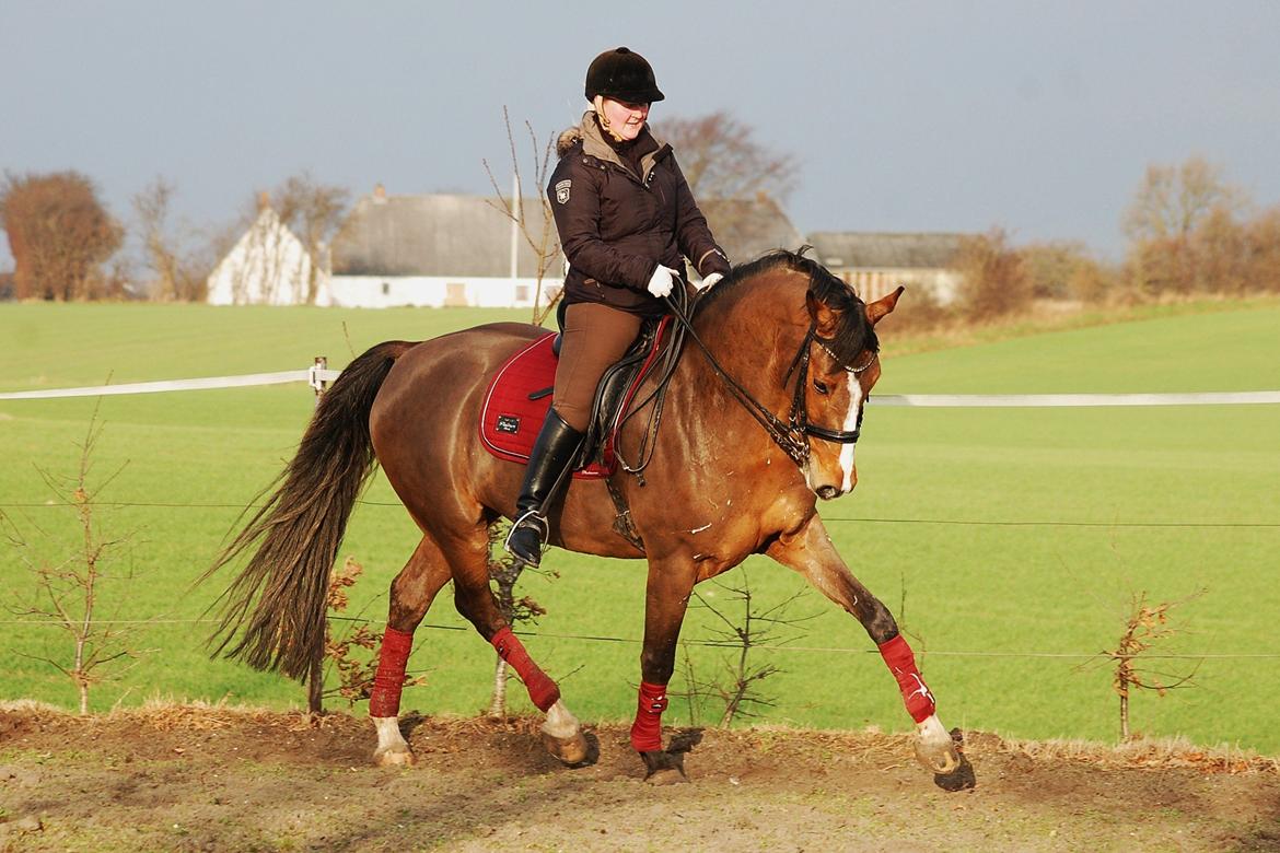 Dansk Varmblod Amour´s Don Cacier billede 13