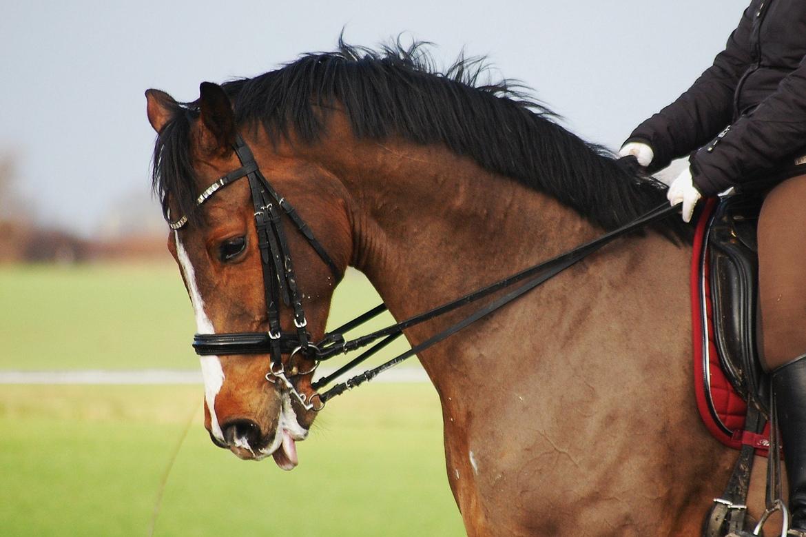 Dansk Varmblod Amour´s Don Cacier billede 9